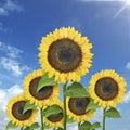 Yellow sunflowers against blue sky. Summer background Royalty Free Stock Photo