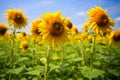 Yellow sunflowers, against the sky. Field of sunflowers on a bright sunny day Royalty Free Stock Photo