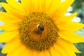 Yellow sunflowers in the agricultural sunflower field. Bumblebee sitting on a yellow sunflower