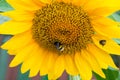 Yellow sunflowers in the agricultural sunflower field. Bumblebee sitting on a yellow sunflower