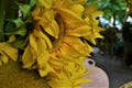 Bouquet of yellow sunflowers Royalty Free Stock Photo