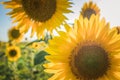 Yellow sunflowers on a background of blue sky Royalty Free Stock Photo