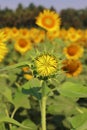 yellow sunflowers are in bloom, beautiful sunflower field in summer season in sunny day Royalty Free Stock Photo