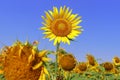 yellow sunflowers are in bloom, beautiful sunflower field in summer season in sunny day Royalty Free Stock Photo