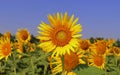 yellow sunflowers are in bloom, beautiful sunflower field in summer season in sunny day Royalty Free Stock Photo