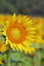 yellow sunflowers are in bloom, beautiful sunflower field in summer season in sunny day Royalty Free Stock Photo