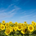 yellow sunflowers bloom in french field under blue sky Royalty Free Stock Photo