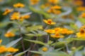 defocused shot of sunflowers in bloom close up shot