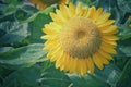 Yellow sunflowers are blooming in the daytime with a patterned green foliage background