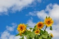 sunflowers and blue sky with clouds. small sunflower heads closeup against summer blue sky and copy space Royalty Free Stock Photo