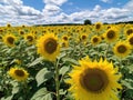 Yellow sunflowers blue sky white clouds Royalty Free Stock Photo