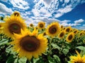 Yellow sunflowers blue sky white clouds Royalty Free Stock Photo