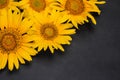 yellow sunflowers close-up on a dark black background with a place for an inscription. top view Royalty Free Stock Photo