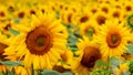 Yellow sunflowers close up in a field during flowering Royalty Free Stock Photo