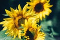 Yellow sunflowers close up. Field of sunflowers, rural landscape Royalty Free Stock Photo