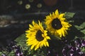 Yellow sunflowers close up Royalty Free Stock Photo