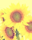 Yellow sunflowers close up Royalty Free Stock Photo