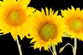 Yellow sunflowers, close up, isolated, cutout Royalty Free Stock Photo