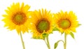 Yellow sunflowers close up Royalty Free Stock Photo