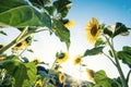 Yellow sunflowers close-up in a sunny day Royalty Free Stock Photo