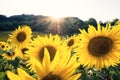 Yellow sunflowers close-up in a sunny day