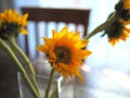 Yellow Sunflowers on dining table. Royalty Free Stock Photo