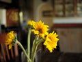 Yellow Sunflowers on dining table. Royalty Free Stock Photo