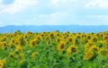 Yellow sunflowers Royalty Free Stock Photo