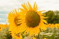 Yellow sunflowers on a field against a blue sky with clouds Royalty Free Stock Photo