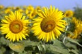 Yellow sunflowers on the field against the blue sky Mature flowers sunflower field, summer, sun Royalty Free Stock Photo