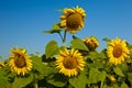 Yellow sunflowers on the field against the blue sky Mature flowers sunflower field, summer, sun Royalty Free Stock Photo