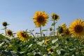 yellow sunflowers in field against clear blue sky,big flowers on foreground Royalty Free Stock Photo