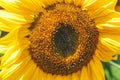 Yellow sunflowers on field farmland with blue sky, close up, shallow depth of the field Royalty Free Stock Photo