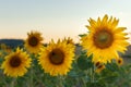 Yellow sunflowers in a field in Germany Royalty Free Stock Photo