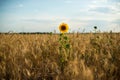 Yellow sunflowers in a field of Golden ripe wheat and butterflies sitting on sunflowers Royalty Free Stock Photo