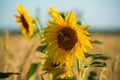 Yellow sunflowers in a field of Golden ripe wheat and butterflies sitting on sunflowers Royalty Free Stock Photo