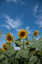 Yellow sunflowers in  field on  sunny summer day Royalty Free Stock Photo