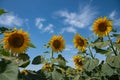 Yellow sunflowers in  field on  sunny summer day Royalty Free Stock Photo