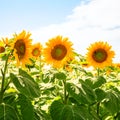 yellow sunflowers on field under blue sky Royalty Free Stock Photo