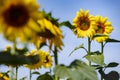 Yellow sunflowers in the garden beds under the blue sky Royalty Free Stock Photo