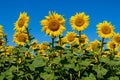 Yellow sunflowers grow in the field against a blue sky. Agricultural crops