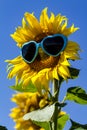 Yellow Sunflowers with Heart Sunglasses Royalty Free Stock Photo