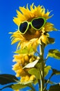 Yellow Sunflowers with Heart Sunglasses Royalty Free Stock Photo