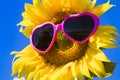 Yellow Sunflowers with Heart Sunglasses Royalty Free Stock Photo