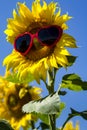 Yellow Sunflowers with Heart Sunglasses Royalty Free Stock Photo