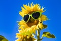 Yellow Sunflowers with Heart Sunglasses Royalty Free Stock Photo