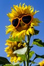 Yellow Sunflowers with Heart Sunglasses Royalty Free Stock Photo