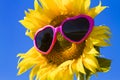 Yellow Sunflowers with Heart Sunglasses Royalty Free Stock Photo