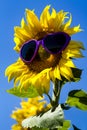 Yellow Sunflowers with Heart Sunglasses Royalty Free Stock Photo