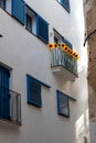 Yellow sunflowers on an inner city balcony. Orange and Yellow theme. Royalty Free Stock Photo